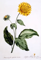 Auringonkukka suurilla rosoisilla lehdillä, kuvitus teoksesta "The British Herbalist", julkaistu maaliskuussa 1770