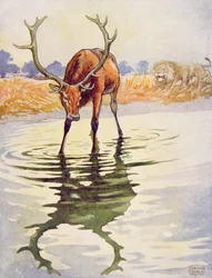 The Stag and its Reflection from "Aesop
