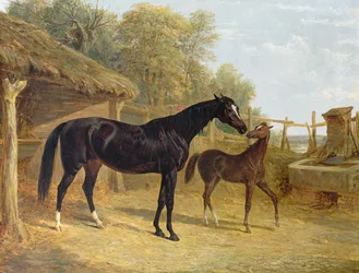 Levity, J. C. Cockerillin, Esq., omistama tamma, varsansa Queen Elizabethin kanssa, jonka omistaa lordi Dorchester, 1843