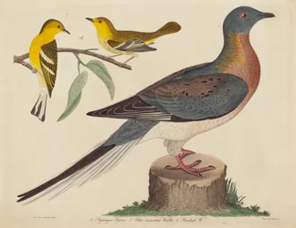Passenger Pigeon, Blue- Mountain Warbler ja Hemlock Warbler, julkaistu 1808-1814.