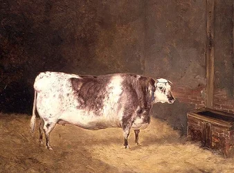Shorthorn lehmä