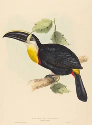 Suuteleva tukaani suutelee Ramphastosta. Tekijät: John Gould, Elizabeth Gould.