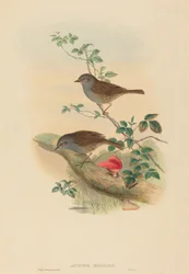 Accentor modularis Dunnock. Tekijät: John Gould, Henry Constantine Richter.