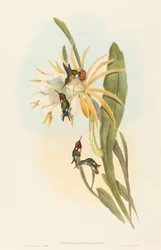 Calothorax heliodori. Tekijät: John Gould, Henry Constantine Richter.