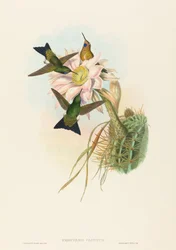 Eriocnemis vestitus Glowing Puff-Leg. Tekijät: John Gould, Henry Constantine Richter.