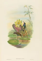Hylocharis lactea Sapphire-rintainen smaragdi. Tekijät: John Gould, Henry Constantine Richter.