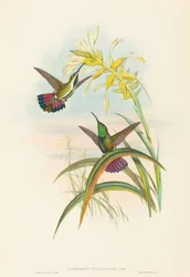 Lampornis veraguensis Veraguan Mango. Tekijät: John Gould, Henry Constantine Richter.