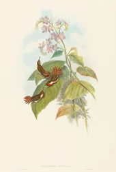Selashorus scintilla Scintillant Hummingbird. Tekijät: John Gould, Henry Constantine Richter.