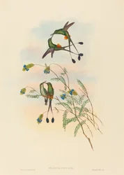 Spathura peruana, perulainen mailapyrstökolibri. Tekijät: John Gould, Henry Constantine Richter.