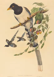 Urocissa magnirostris, luultavasti 18501883. Tekijät: John Gould, Henry Constantine Richter.