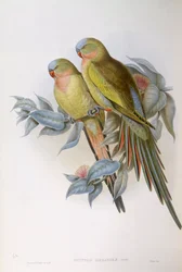 Alexandran papukaija (Polytelis alexandrae), kaiverrus John Gould