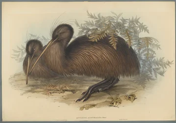 Apteryx Australis (värillinen lito kudospaperilla)