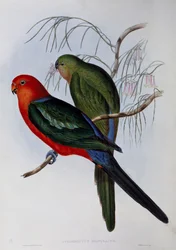 Australian kuningas papukaija (Alisterus scapularis), kaiverrus John Gould (1804-1881) ja Henry Constantine Richter (1821-1902). Yhdistynyt kuningaskunta