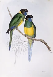 Australian rengaskaula (Barnardius tai Platycercus zonarius), kaiverrus John Gould