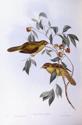 Bell Miner (Manorina melanophrys), kaiverrus John Gould