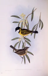 Mustapyrstöviheltäjä (Pachycephala melanura), John Gouldin kaiverrus