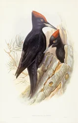 Palokärki (Dryocopus martius), kaiverrus John Gouldilta