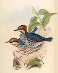 Sininen Pitta Pitta cyanea Blyth