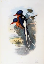 Buffreasted Paradise-kingfisher (Tanysiptera sylvia)