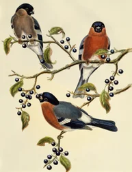 Härkä (Pyrrhula pyrrhula), kaiverrus John Gould (1804-1881). Yhdistynyt kuningaskunta