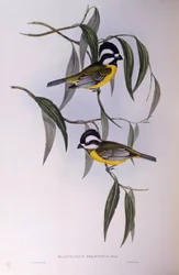 Harjakirkko (Falcunculus frontatus), kaiverrus John Gould