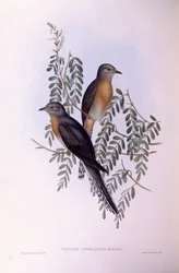Viuhkakäki (Cacomantis flabelliformis), kaiverrus John Gould
