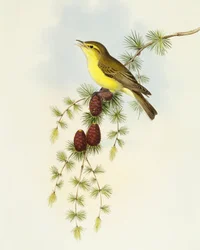 Perhosieppo (Ficedula hypolaris), kaiverrus John Gould