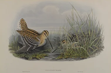 Gallinago Major - Suuri Snipe