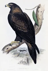 Kultakotka (Aquila chrysaetos), litografia Australian ja Iso-Britannian linnuista, John Gould (1804-1881), Iso-Britannia