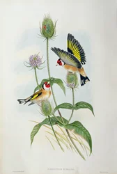 Tikli (Carduelis elegans)