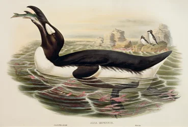 Suuri Auk Pinguinus impennis, kaiverrus