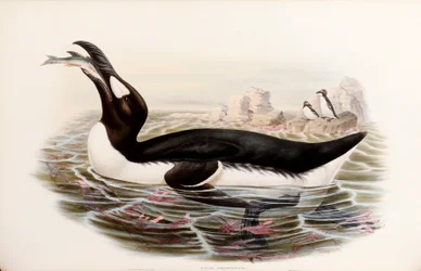 Great Auk, "The Birds of Great Britain", julkaistu Lontoossa 1862-73