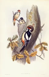 Isotikka (Dendrocopos major), kaiverrus John Gould