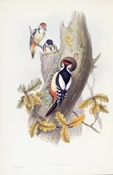 Isotikka (Dendrocopos major), kaiverrus John Gould