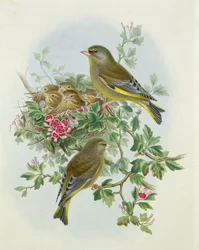 Viherpeippo, 1873