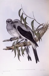Jauhettu käki (Coracina maxima), kaiverrus John Gould