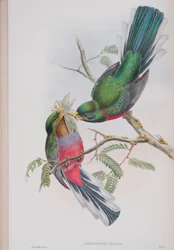 Hapaloderma Narina, lautanen John Gouldin teoksesta The Birds of Great Britain, julkaistu 1862-73 (käsinvärinen lito)
