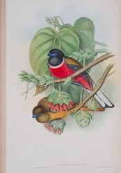 Harpactes Fasciatus, lautanen John Gouldin teoksesta The Birds of Great Britain, julkaistu 1862-73 (käsinvärinen lito)