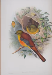 Harpactes Oreskios, lautanen John Gouldin teoksesta The Birds of Great Britain, julkaistu 1862-73 (käsinvärinen lito)