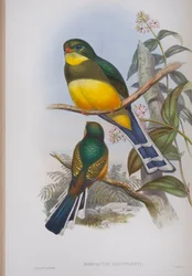 Harpactes Reinwardti, lautanen John Gouldin teoksesta The Birds of Great Britain, julkaistu 1862-73 (käsinvärinen lito)