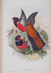 Harpactus Diardi, lautanen John Gouldin teoksesta The Birds of Great Britain, julkaistu 1862-73 (käsinvärinen lito)