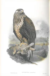 Kuva Archibuteo Lagopuksesta (karkeahaarainen hiirihaukka)