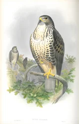 Kuva Buteo Vulgarisista (hiirihaukka)