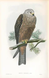 Kuva mustahaarukasta (Milvus migrans)