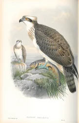 Kuva Pandion Haliaetuksesta (Osprey)
