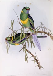 Mallee ringneck (Platycercus tai Barnardius barnardi), kaiverrus John Gould