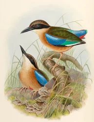 Mangrove Pitta (sinisiipinen Pitta) Pitta megarhyncha Schlegel