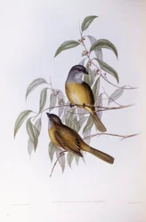 Oliivipilleri (Pachycephala olivacea), kaiverrus John Gould
