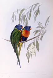 Koristeellinen lorikka (Trichoglossus ornatus), kaiverrus John Gould
