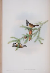 Parus cristatus, kuvalaatta John Gouldin teoksesta The Birds of Great Britain, julkaistu 1862-73